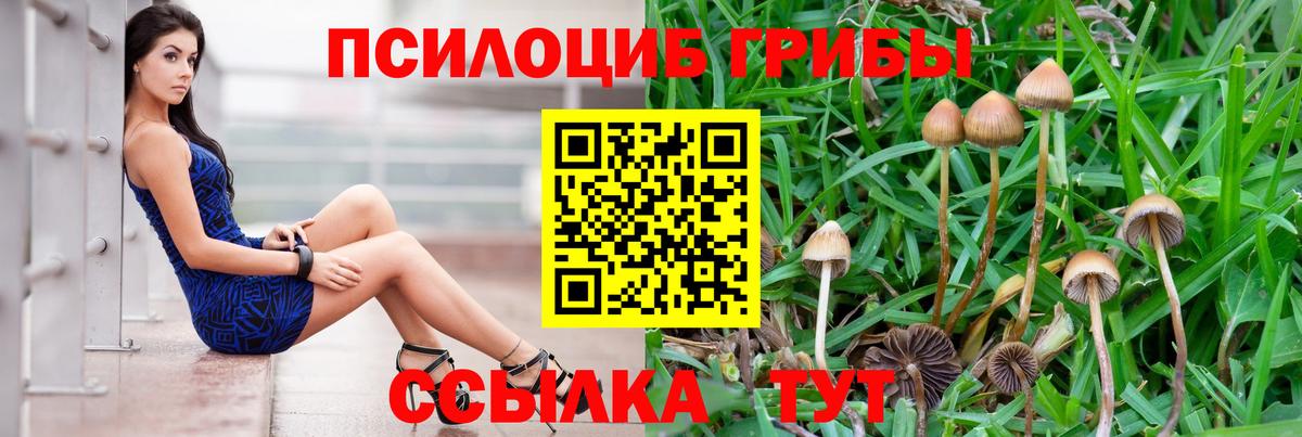 Псилоцибиновые грибы мицелий Торжок